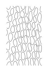 Leptodon smithii, mid laminal cells. Drawn from A.J. Fife 8699, CHR 460815, and K.W. Allison 1438, CHR 611386.
 Image: R.C. Wagstaff © Landcare Research 2015 